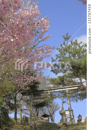 Spring scenery at the summit of Mount Hokyo in Ibaraki Prefecture, decorated with double cherry blossoms in full bloom under a clear blue sky. Spring scenery at the summit of Mount Hokyo in Ibaraki Prefecture, decorated with double cherry blossoms in full bloom under a clear blue sky. 135787459