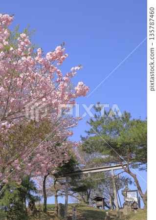 Spring scenery at the summit of Mount Hokyo in Ibaraki Prefecture, decorated with double cherry blossoms in full bloom under a clear blue sky. Spring scenery at the summit of Mount Hokyo in Ibaraki Prefecture, decorated with double cherry blossoms in full bloom under a clear blue sky. 135787460