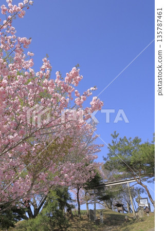 Spring scenery at the summit of Mount Hokyo in Ibaraki Prefecture, decorated with double cherry blossoms in full bloom under a clear blue sky. 135787461