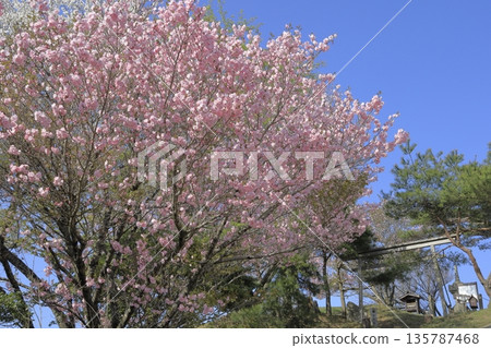 茨城縣寶京山頂春色宜人，湛藍的天空下，重瓣櫻花盛開。 135787468