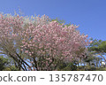 茨城縣寶京山頂春色宜人，湛藍的天空下，重瓣櫻花盛開。 135787470