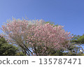 茨城縣寶京山頂春色宜人，湛藍的天空下，重瓣櫻花盛開。 135787471