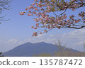 湛藍的天空下，盛開著重瓣櫻花。 135787472