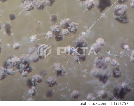Black koji spores observed under a stereomicroscope Black koji spores observed under a stereomicroscope 135787571