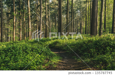 Spring sunny pine forest with path and green trees, natural background Spring sunny pine forest with path and green trees, natural background 135787745