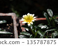  White flower 135787875