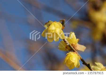 冬季花園中盛開的黃色蠟梅花 冬季花園中盛開的黃色蠟梅花 135787915