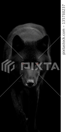 Dark formidable wolf with piercing red eyes. Dark wolf with red glowing eyes emerging from shadows, representing danger and mystery 135788237