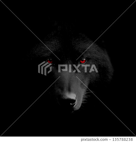Dark formidable wolf with piercing red eyes. Dark wolf with red glowing eyes emerging from shadows, representing danger and mystery 135788238