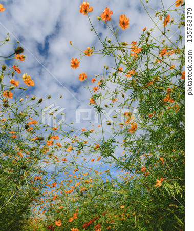 新莊町宇宙花園 新莊町宇宙花園 135788379