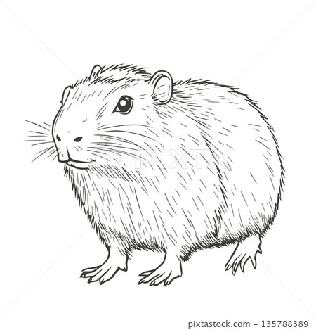Ink hand drawn outline image Capybara 135788389