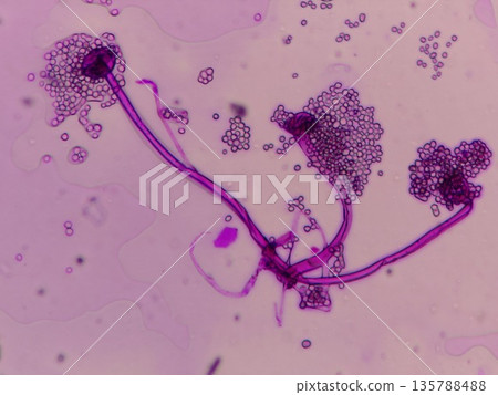 Microscopic image of the mold that makes tempeh, a fermented food Microscopic image of the mold that makes tempeh, a fermented food 135788488