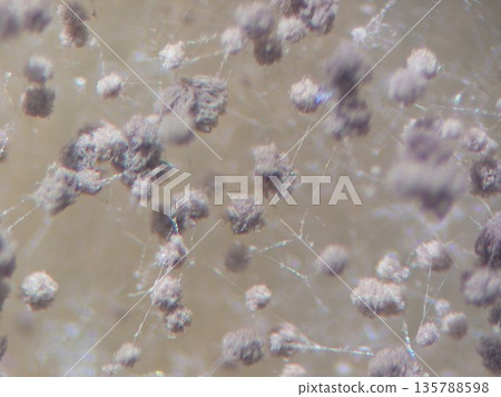 曲霉菌黑黴，孢子大而圓 135788598