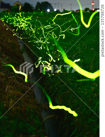 Early summer: The trail of Genji fireflies Early summer: The trail of Genji fireflies 135788726