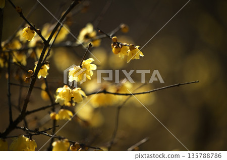 燈光照射下的魯白 135788786