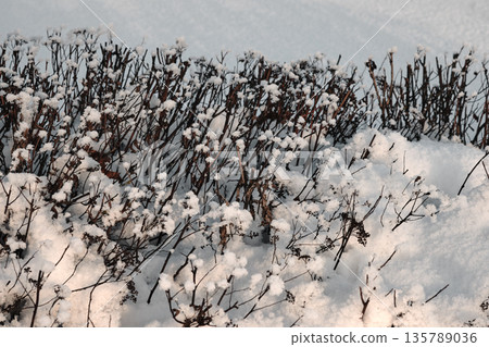 Dark, bare plant branches and shrubbery are heavily covered with soft, white winter snow 135789036