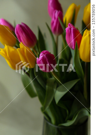 Multicolored fresh tulips in vase in green background with trendy deep shadows. Spring flowers in yellow and violet colors. Postcard wallpaper design Multicolored fresh tulips in vase in green background with trendy deep shadows. Spring flowers in yellow and violet colors. Postcard wallpaper design 135789056
