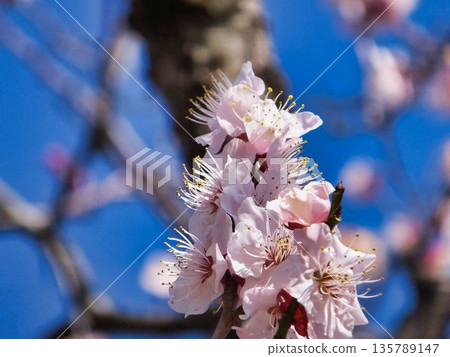 White plum blossoms 135789147