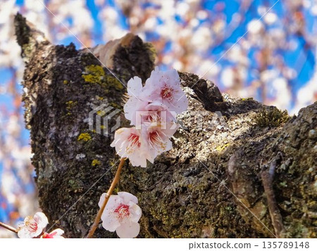 Lovely white plum blossoms Lovely white plum blossoms 135789148