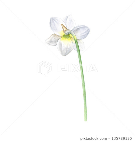Watercolor illustration of the back of a white narcissus on a slender stem, botanical style. Ideal for invitations, stationery, prints, wedding decor, greeting cards, and floral branding 135789150
