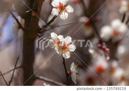 白花花 135789219