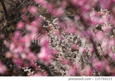 White flower flowers 135789221