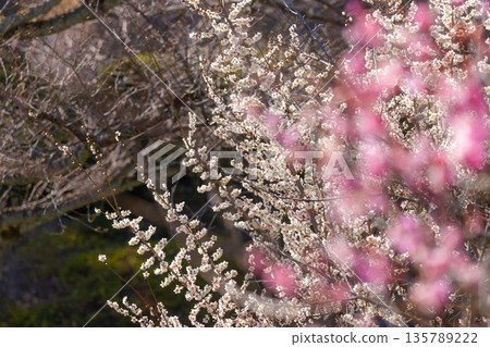 White flower flowers 135789222