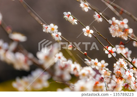 白花花 白花花 135789223