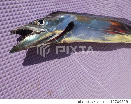 Fresh fish 135789239