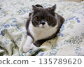 Nasu British Shorthair 135789620