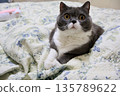 Nasu British Shorthair 135789622