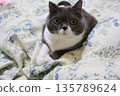 Nasu British Shorthair 135789624