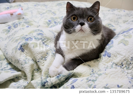 納蘇英國短毛貓 納蘇英國短毛貓 135789675