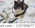 Nasu British Shorthair 135789677
