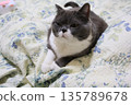 Nasu British Shorthair 135789678