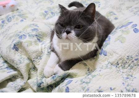 Nasu British Shorthair Nasu British Shorthair 135789678