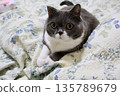 Nasu British Shorthair 135789679