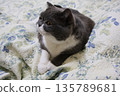 Nasu British Shorthair 135789681
