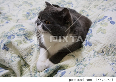 納蘇英國短毛貓 納蘇英國短毛貓 135789681