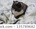 Nasu British Shorthair 135789682
