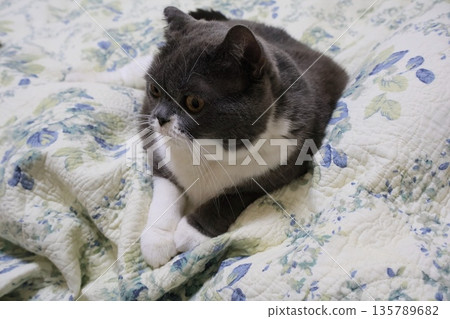 Nasu British Shorthair 135789682