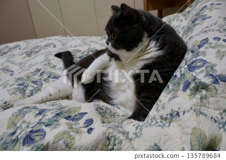 納蘇英國短毛貓 135789684