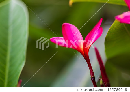 A close-up view of blooming frangipani A close-up view of blooming frangipani 135789948