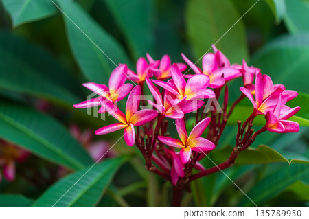特寫視角下,綻放中的雞蛋花 特寫視角下,綻放中的雞蛋花 135789950