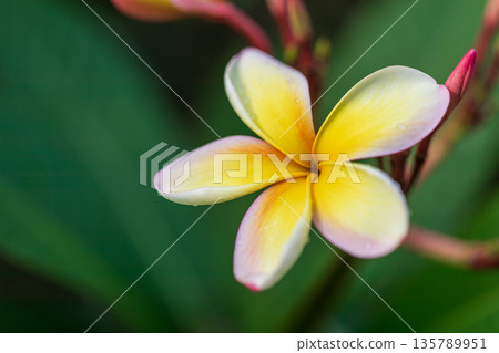 特寫視角下,綻放中的雞蛋花 特寫視角下,綻放中的雞蛋花 135789951