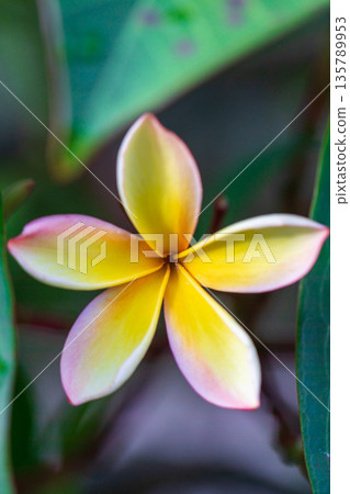 A close-up view of blooming frangipani 135789953