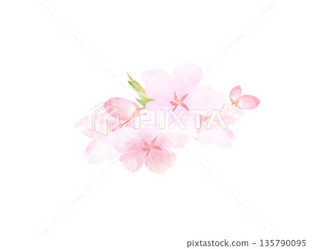水彩風格櫻花 水彩風格櫻花 135790095