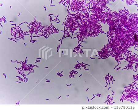 Lactic acid bacteria drink stained and observed under a microscope 135790132