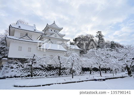 Castle tower and snow-capped cherry blossoms (Ogaki Castle) 135790141