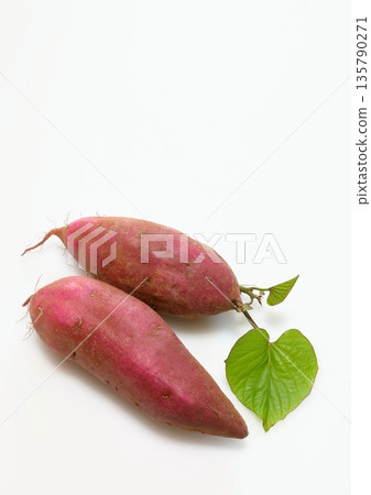 Freshly picked sweet potatoes (Beni Haruka, vertical composition) Freshly picked sweet potatoes (Beni Haruka, vertical composition) 135790271